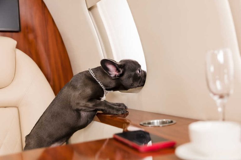 ¿Cómo se sienten los perros durante un vuelo en avión?