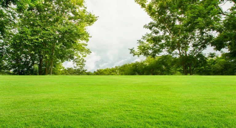 Plantar un césped respetuoso con el medio ambiente.