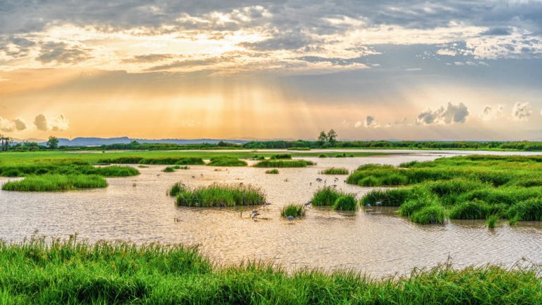 Un paisaje diferente y muy valioso. Visita los humedales de España